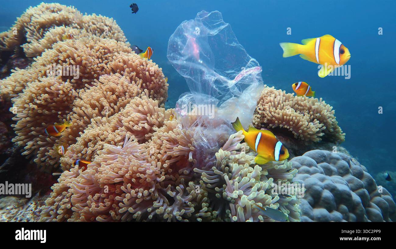 Splendida barriera corallina con anemoni marini e pesci pagliaccio inquinati con sacchetto di plastica - concetto di protezione ambientale Foto Stock