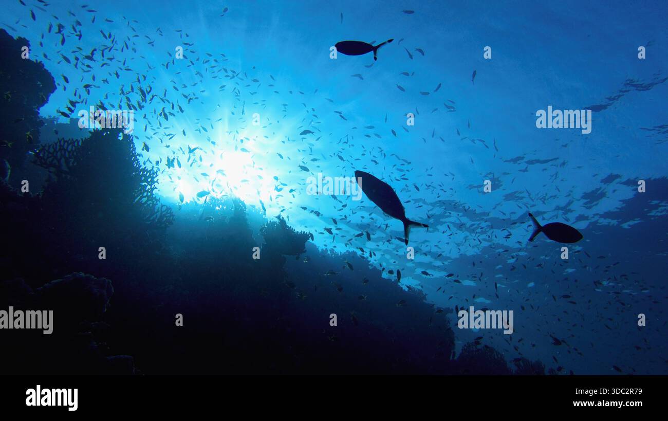 Luce solare che dà vita sott'acqua. I raggi del sole brillano sott'acqua sulla barriera corallina tropicale. Concetto di conservazione dell'ecosistema e dell'ambiente. Foto Stock