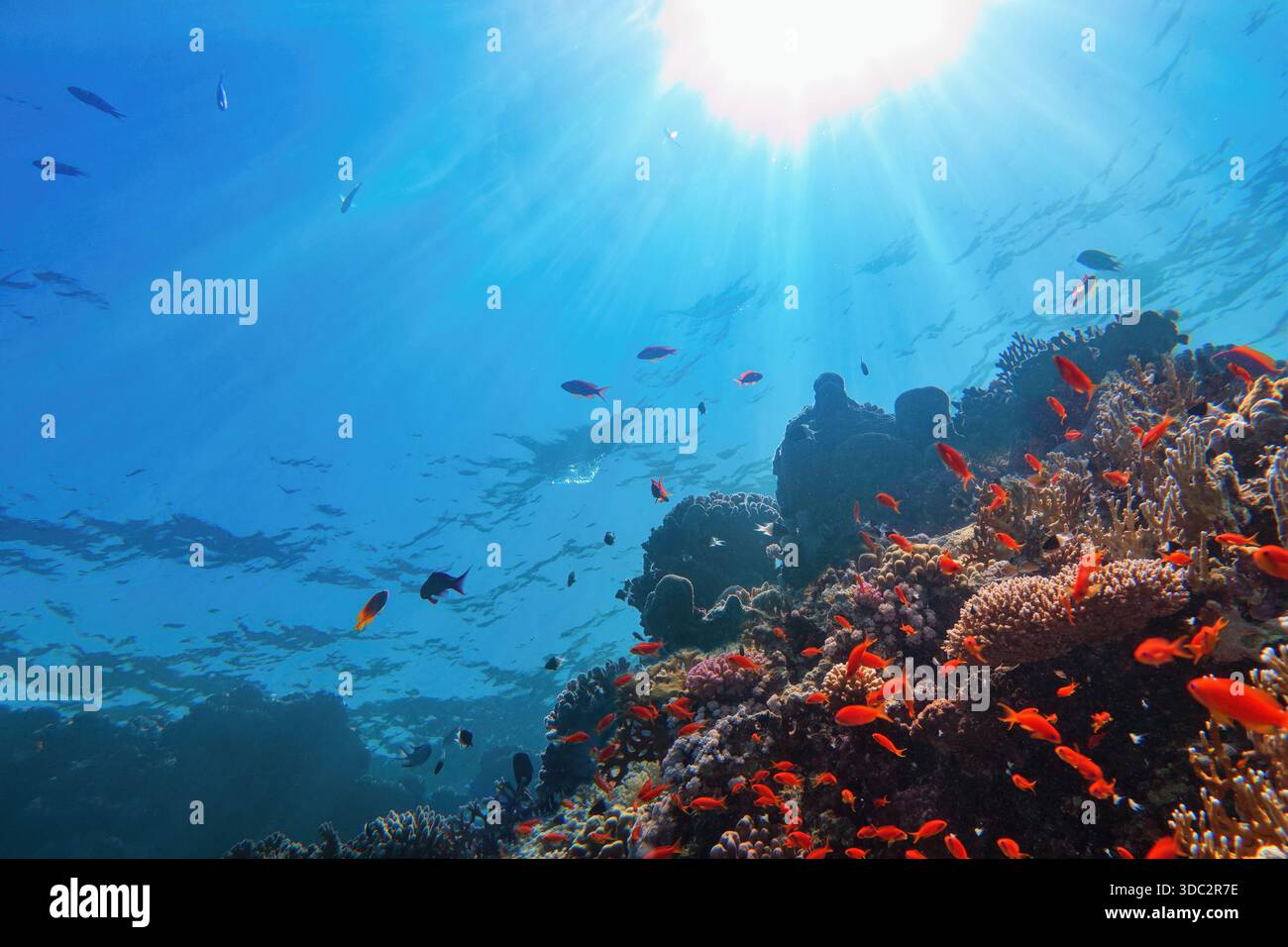 I raggi del sole brillano sott'acqua sulla barriera corallina tropicale. Concetto di conservazione dell'ecosistema e dell'ambiente. Luce solare che dà vita sott'acqua Foto Stock