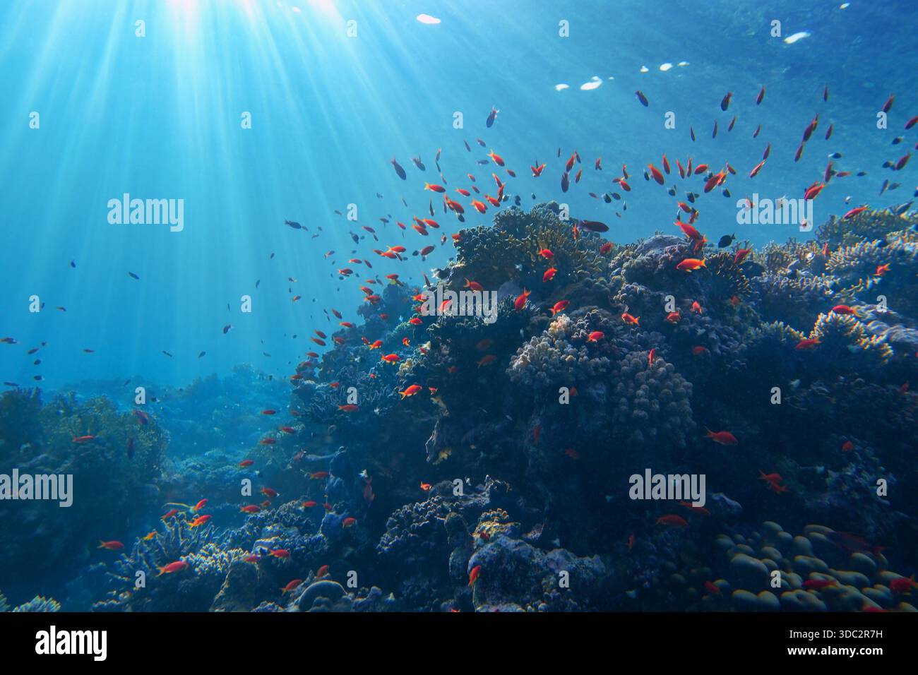 Luce solare che dà vita sott'acqua. I raggi del sole brillano sott'acqua sulla barriera corallina tropicale. Concetto di conservazione dell'ecosistema e dell'ambiente. Foto Stock