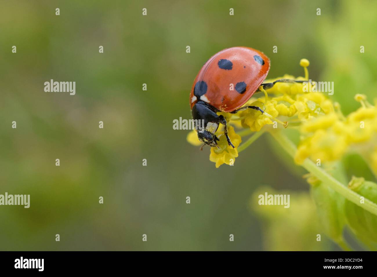 Cocciniglia septempunctata (sette punti) che si allunga da un fiore di pastinaca sativa (Pastinaca sativa) in un prato erboso di gesso, Salisbury Plain. Foto Stock