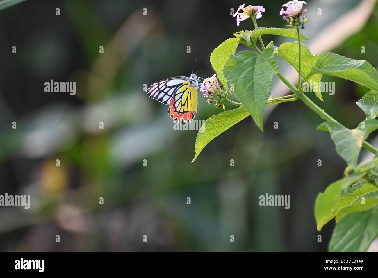 Una comune farfalla di jezebel si vede soffocare su un mucchio di abbassatori e sta disegnando il nettare dai fiori Foto Stock
