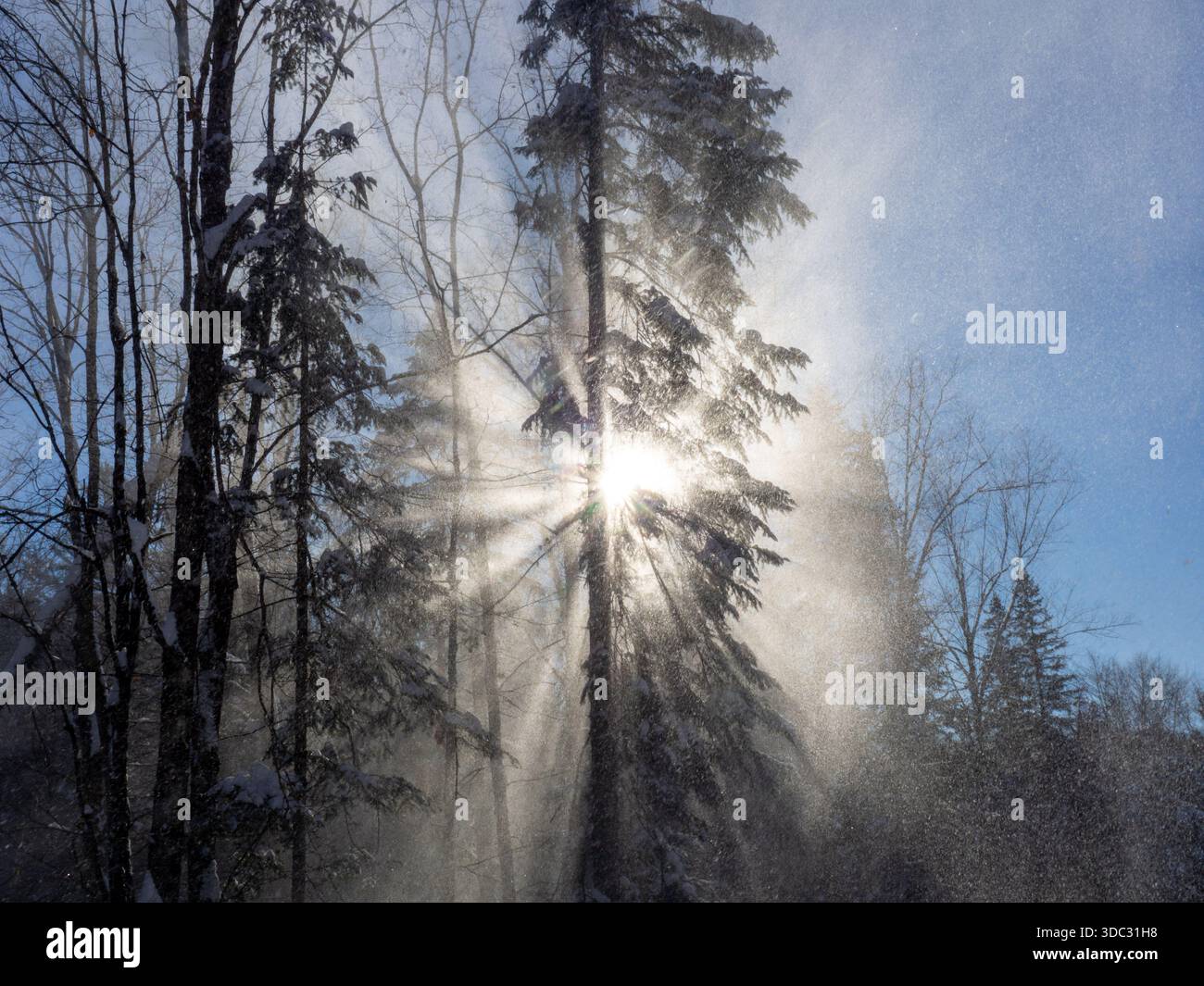 Ambientazione invernale con la luce del sole che filtra tra gli alberi polverati di neve. Foto Stock