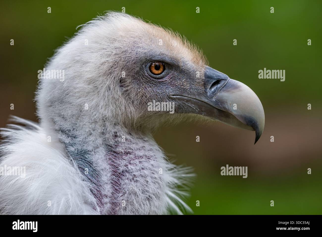 Ritratto di un uccello voltoio Foto Stock