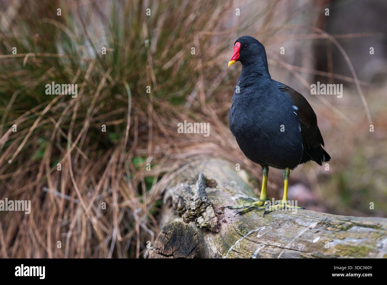 Una gallina d'acqua su un tronco di albero disteso Foto Stock