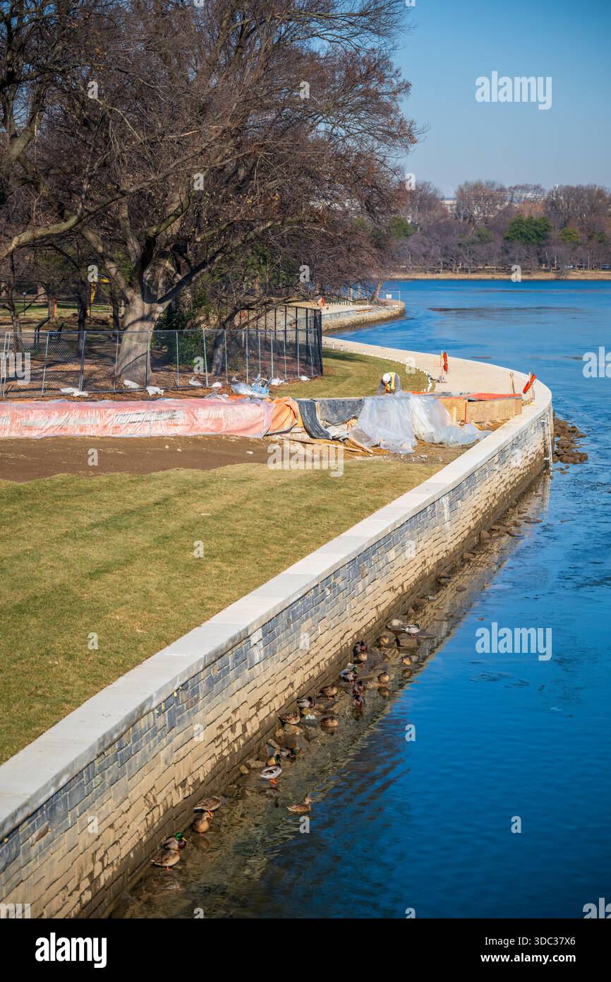Tidal Basin Seawall Reconstruction Project fase 1 Washington DC // WASHINGTON DC — la fase 1 del Tidal Basin Seawall Reconstruction Project è stata vista il 18 dicembre 2025. Completata in anticipo rispetto al previsto e con circa 30 milioni di dollari in meno di budget, questa fase ricostruì la diga, innalzandola di circa 4,75 - 5 piedi (1,45 - 1,52 metri) per mitigare le inondazioni. L'area è ora erbosa, con 426 nuovi alberi, tra cui 269 ciliegi, che saranno piantati nella primavera del 2026. Il progetto, finanziato dal Great American Outdoors Act, dovrebbe concludersi con otto mesi di anticipo entro maggio 2026. Foto Stock