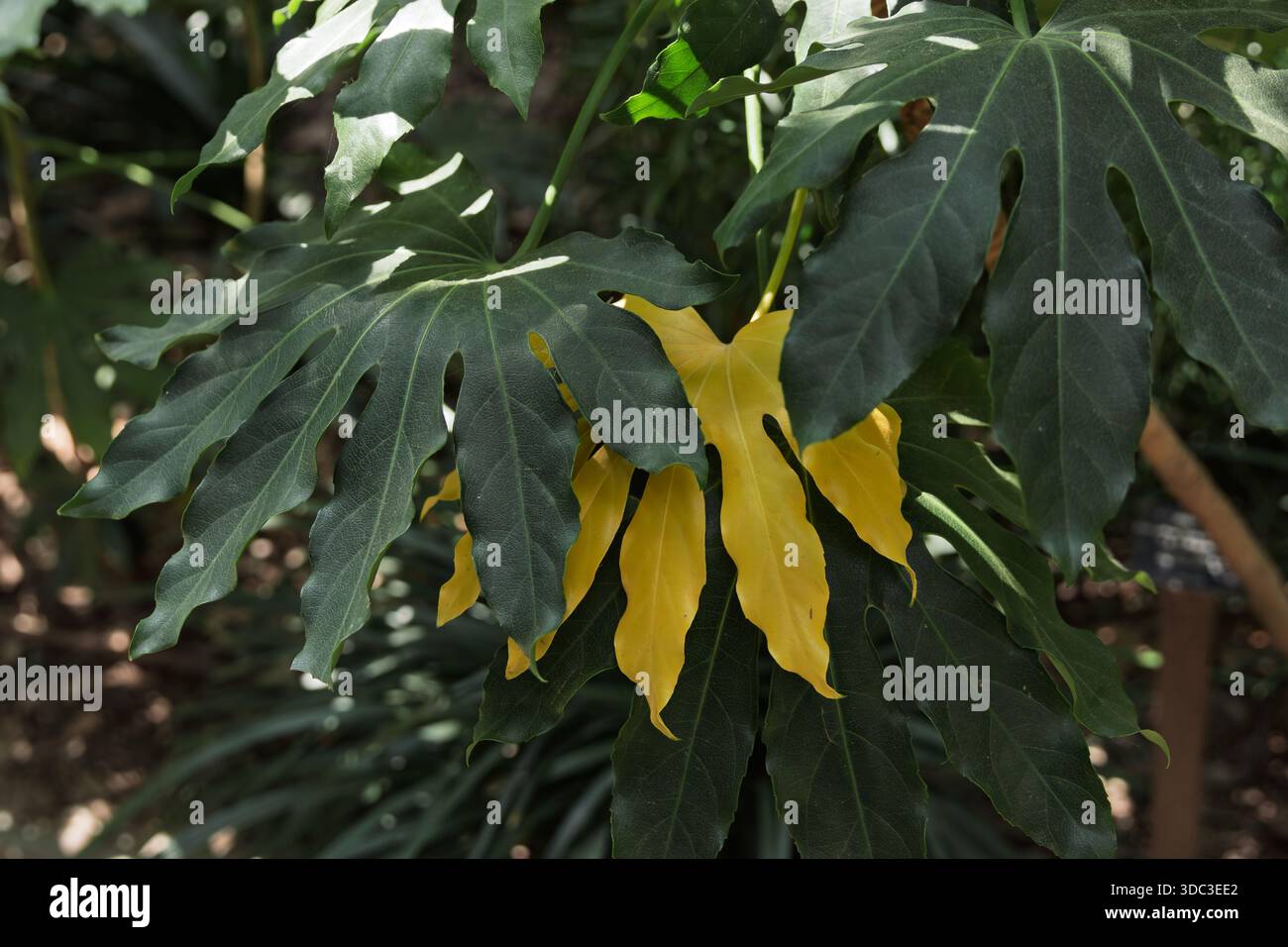 Pianta di Fatsia japonica che presenta foglie verdi e gialle distintive, evidenziate dalla luce naturale del sole che filtra attraverso il fogliame Foto Stock