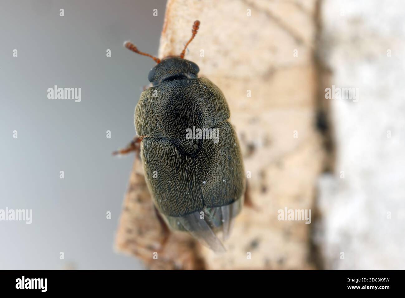 Scarabeo floreale alato corto della famiglia Kateretidae, genere Brachypterolus. Foto Stock
