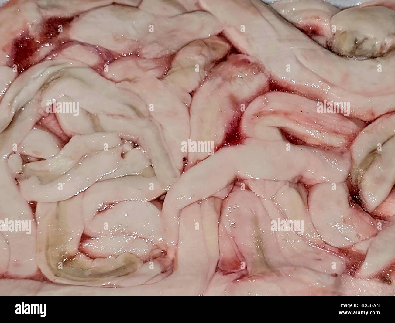 Midollo spinale o midollo di manzo, il tessuto nervoso all'interno della colonna vertebrale, ricco di grassi e sostanze nutritive, utilizzato in zuppe e stufati per la sua consistenza tenera, apprezzato per i Foto Stock