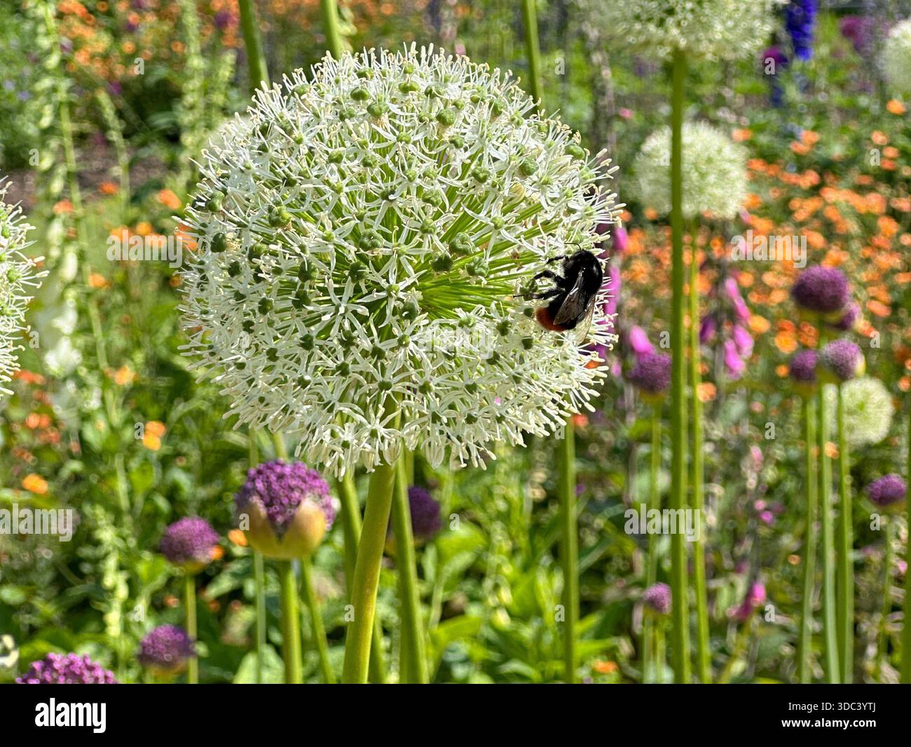 Bumblebee che raccoglie il nettare dai fiori bianchi di allium in un giardino dell'Hampshire — impollinazione estiva ravvicinata Foto Stock