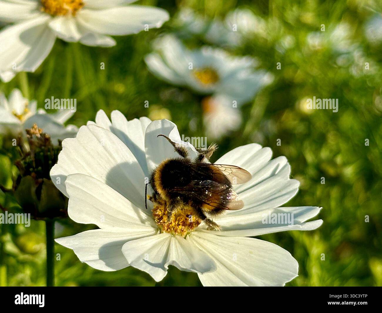 Primo piano di un bumblebee che raccoglie il nettare da un fiore del giardino alla luce del sole Foto Stock