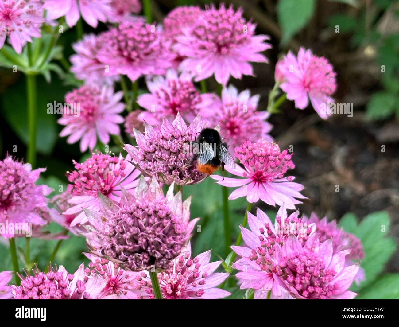 Primo piano di un bumblebee che raccoglie nettare da una fioritura rosa di Astrantia in un giardino estivo Foto Stock