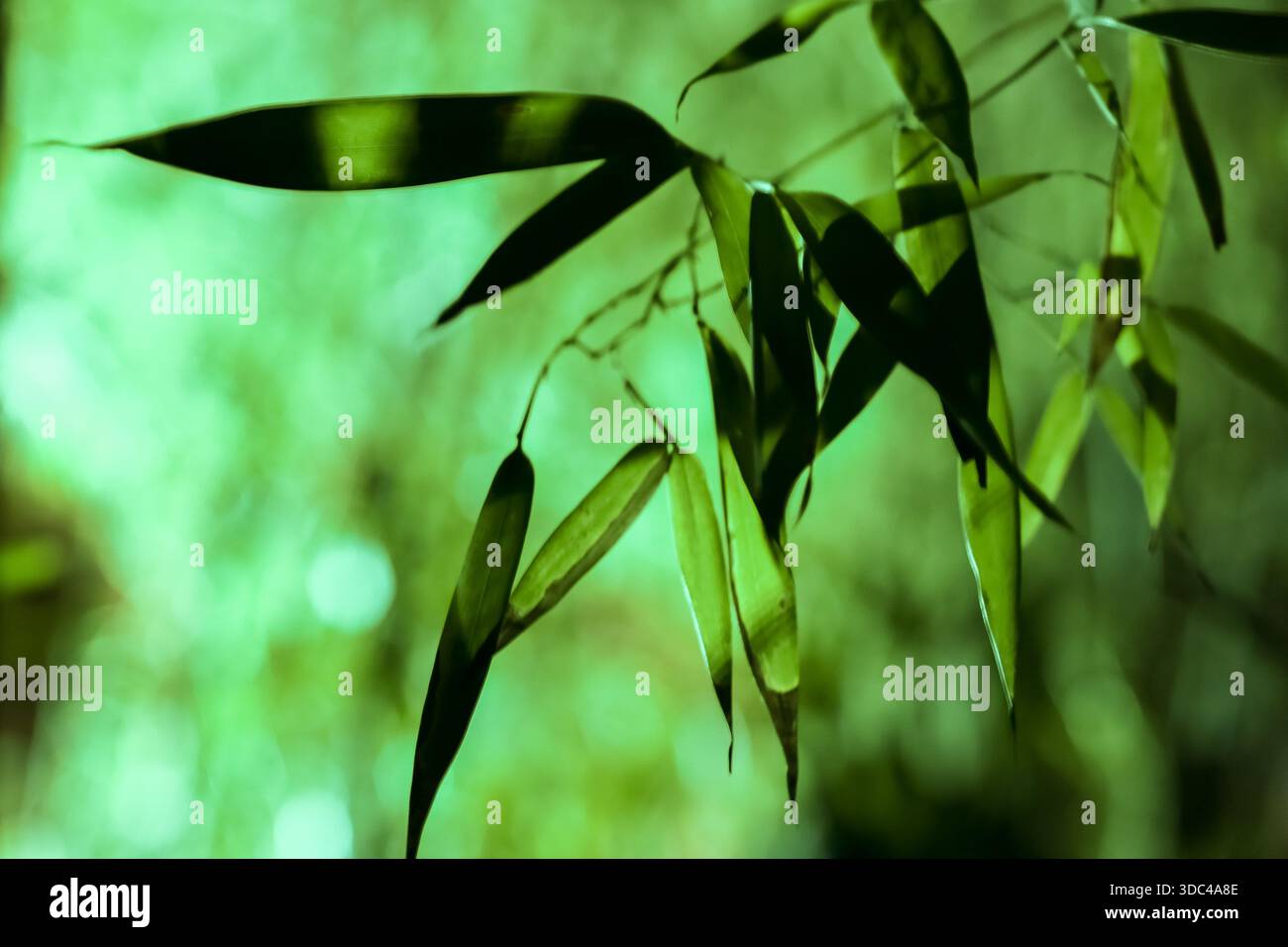 Foglie di bambù verde brillante che si illuminano sotto una luce soffusa su uno sfondo boschivo sfocato per un effetto rilassante. Foto Stock