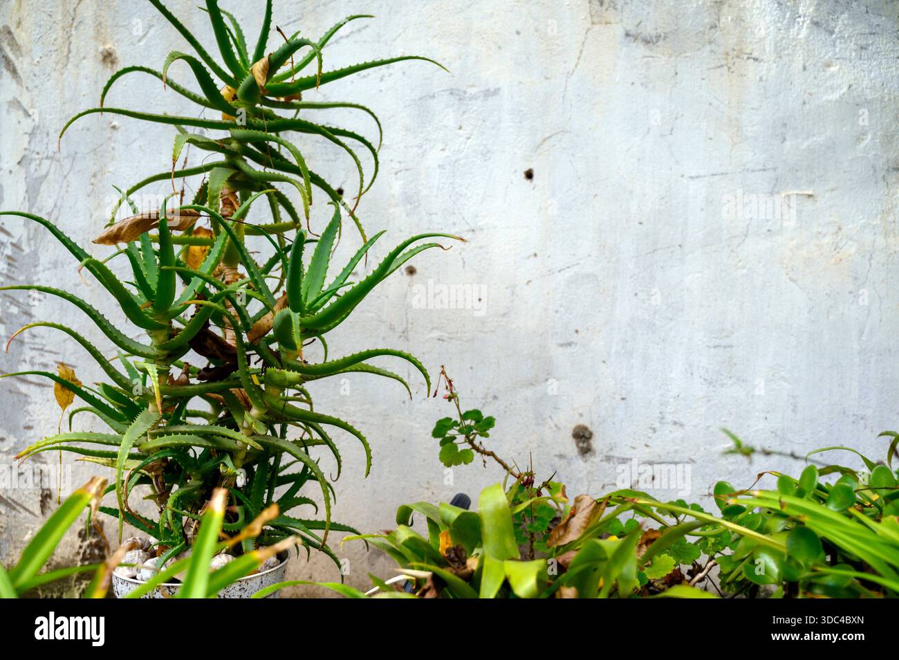 L'aloe vera cresce nel giardino sullo sfondo di un vecchio muro. Il concetto di autocura naturale, idratazione della pelle e viaggio nei paesi caldi. S Foto Stock