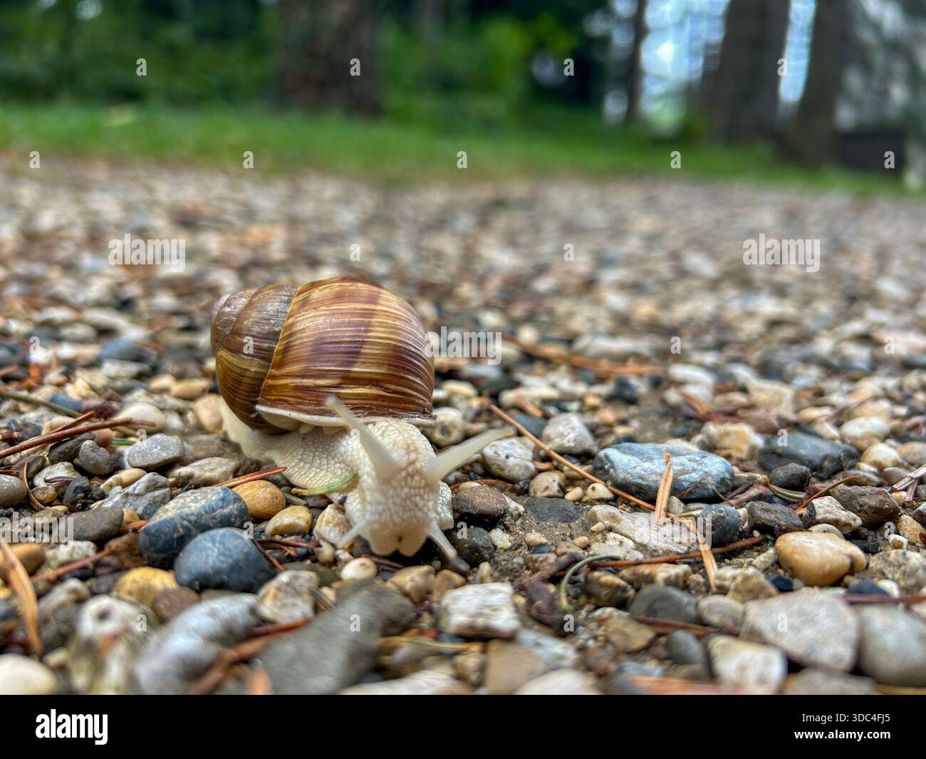 Vista ravvicinata di una lumaca che si muove lentamente lungo un percorso di ghiaia, catturata a livello del terreno con una profondità di campo ridotta. Simbolo di pazienza, vita lenta. - Immagine stock catturata con smartphone