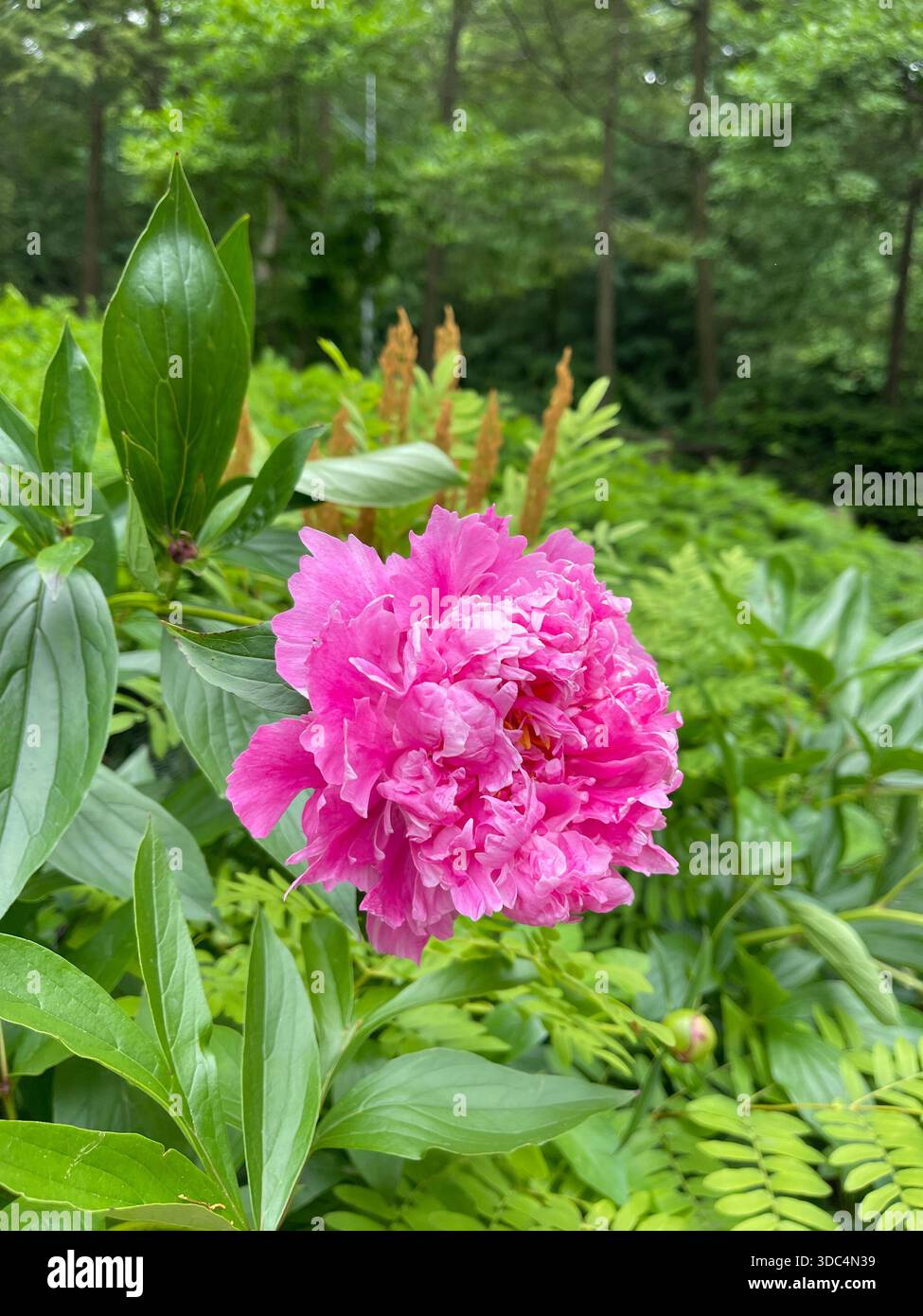 Le peonie stagionali fioriscono magnificamente a Central Park, New York. - Immagine stock catturata con smartphone