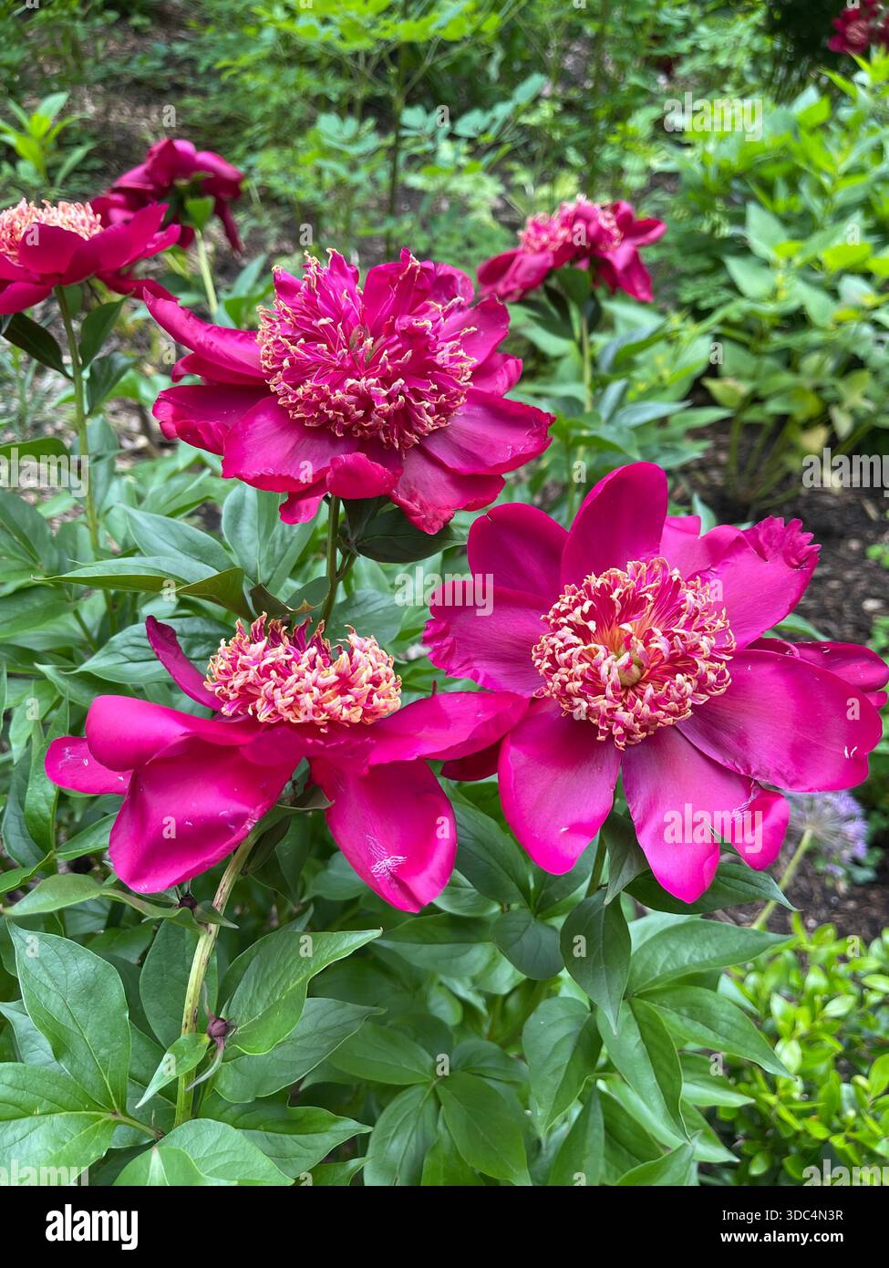 Le peonie stagionali fioriscono magnificamente a Central Park, New York. - Immagine stock catturata con smartphone