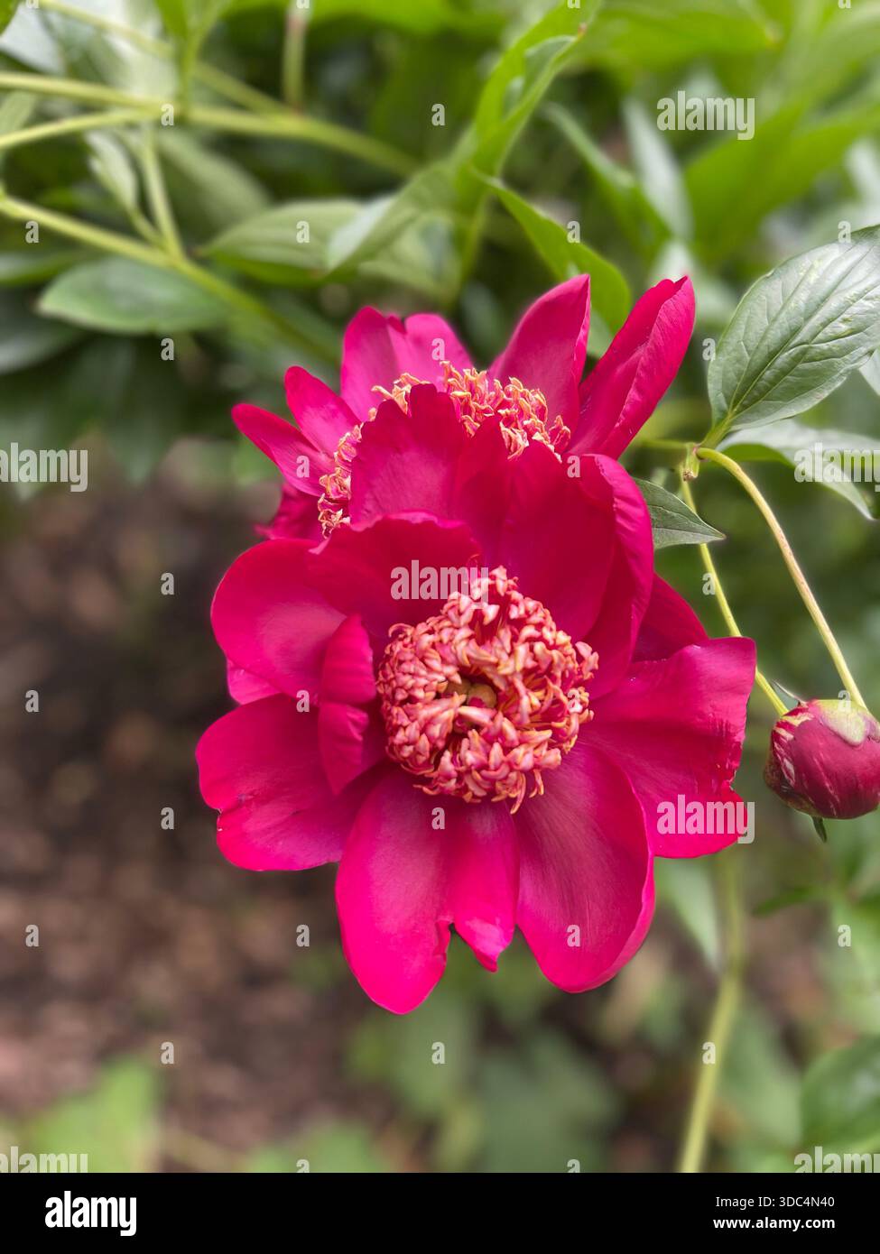 Le peonie stagionali fioriscono magnificamente a Central Park, New York. - Immagine stock catturata con smartphone