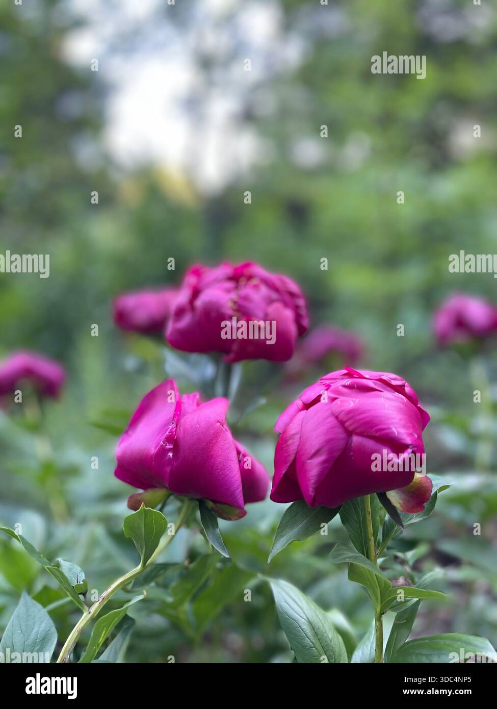 Le peonie stagionali fioriscono magnificamente a Central Park, New York. - Immagine stock catturata con smartphone
