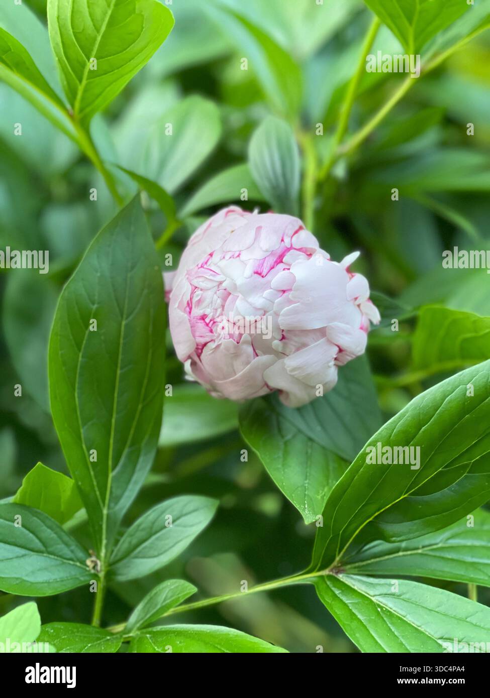 Le peonie stagionali fioriscono magnificamente a Central Park, New York. - Immagine stock catturata con smartphone