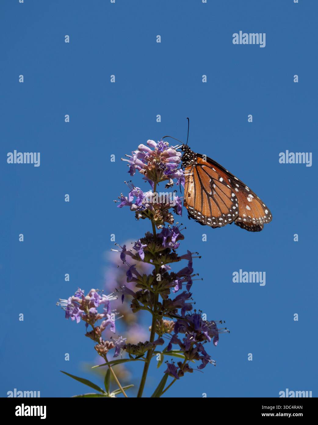 Primo piano di una farfalla Monarch arroccata su un gambo con fiori secchi color lavanda. Fotografato contro un cielo turchese. Foto Stock