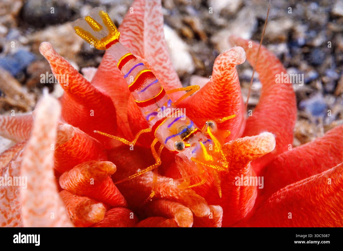 Un gambero clown, noto anche come gambero a strisce di caramelle, Lebbeus grandimanus, appollaiato su un anemone cremisi, Cribrinopsis fernaldi, nelle fredde acque del Foto Stock