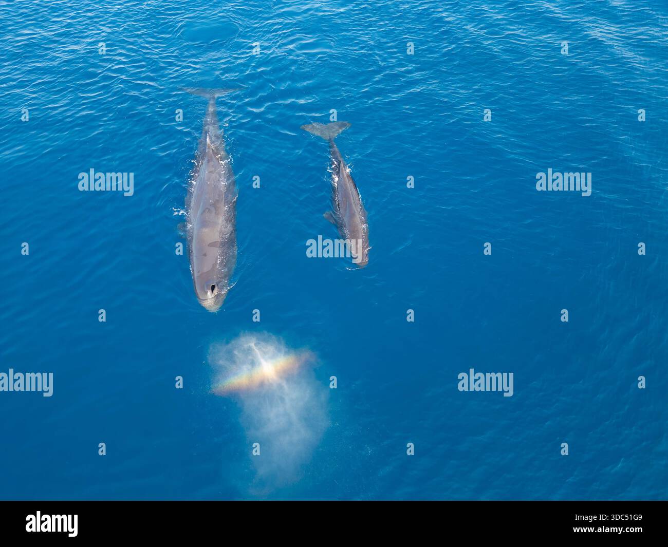 Vista aerea di due capodogli, Physeter macrocephalus, sulla respirazione in superficie. Questo è il più grande di tutti i cetacei dentati. I maschi possono rerea Foto Stock