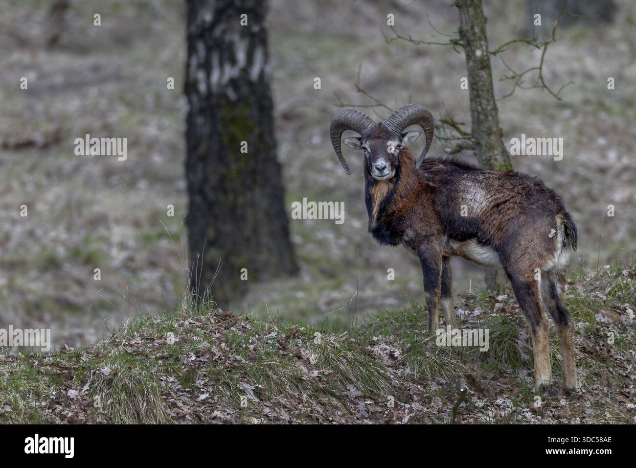 Giovane montone muflon (Ovis gmelini) in aprile con problema metabolico visibile, infezione intestinale, Germania Foto Stock