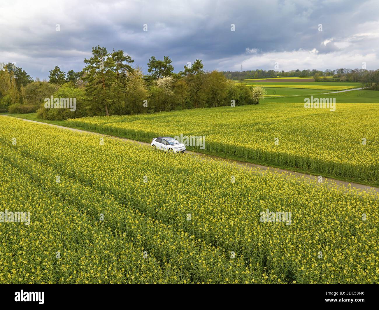 Auto che guida su una strada attraverso campi gialli sotto un cielo nuvoloso, ID3 VW, condivisione di auto con cervi. Calw, Germania Foto Stock