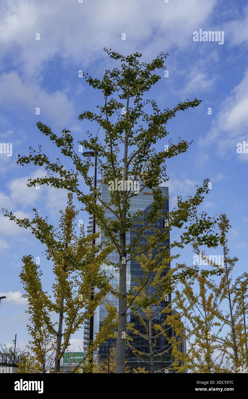 Un unico albero di fronte ad un alto edificio, un contrasto tra natura e città, Osaka, Giappone Foto Stock