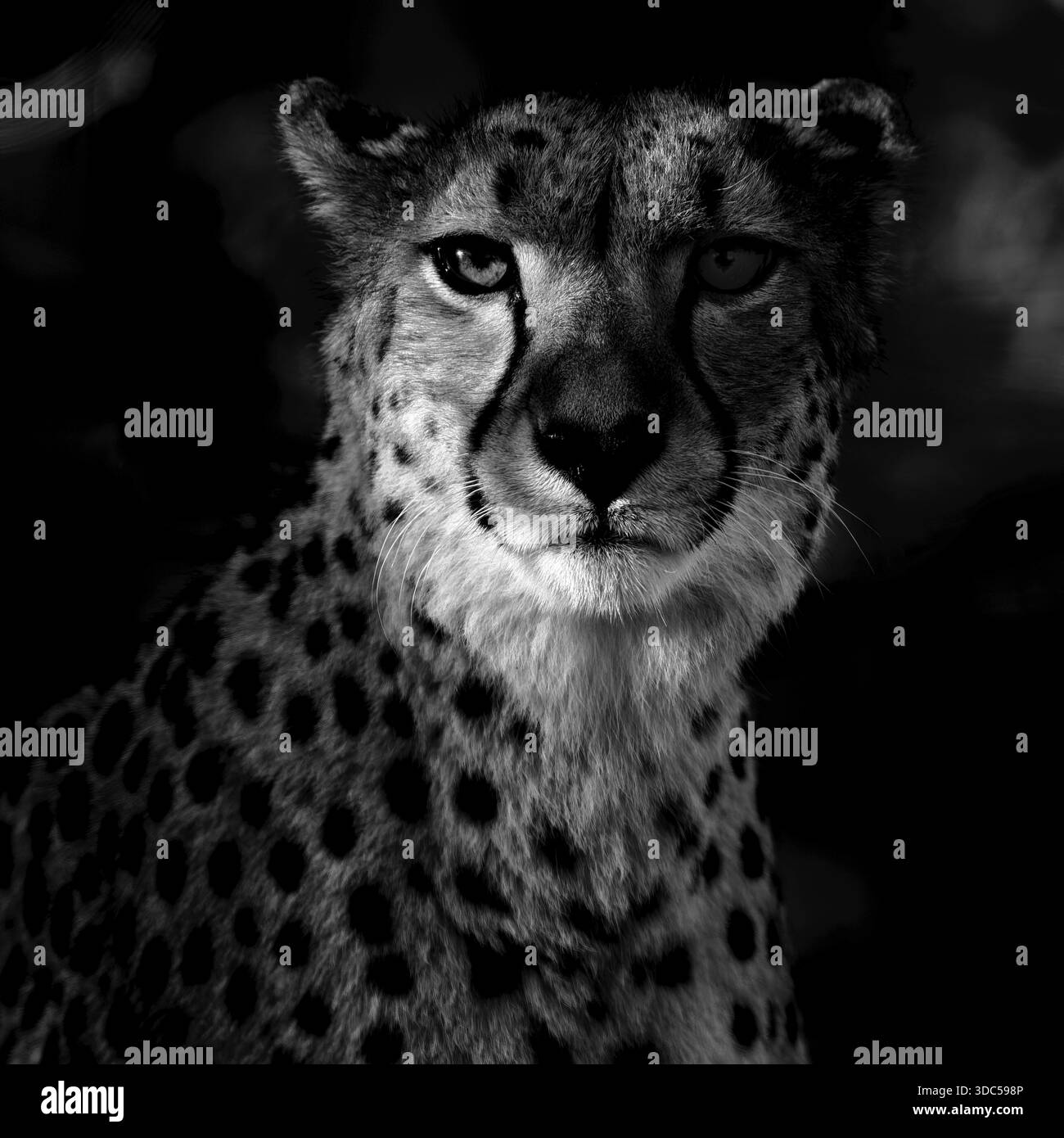 Ritratto ghepardo (Acinonyx jubatus), fotografia in bianco e nero, prigionia, Germania Foto Stock