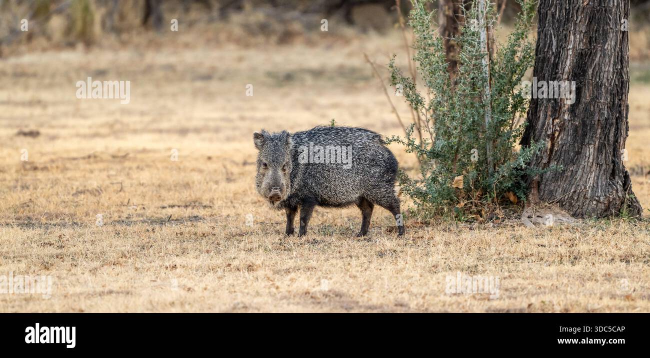 Javelina si ferma per cercare pause per guardare in alto dal pascolo a Big Bend Foto Stock