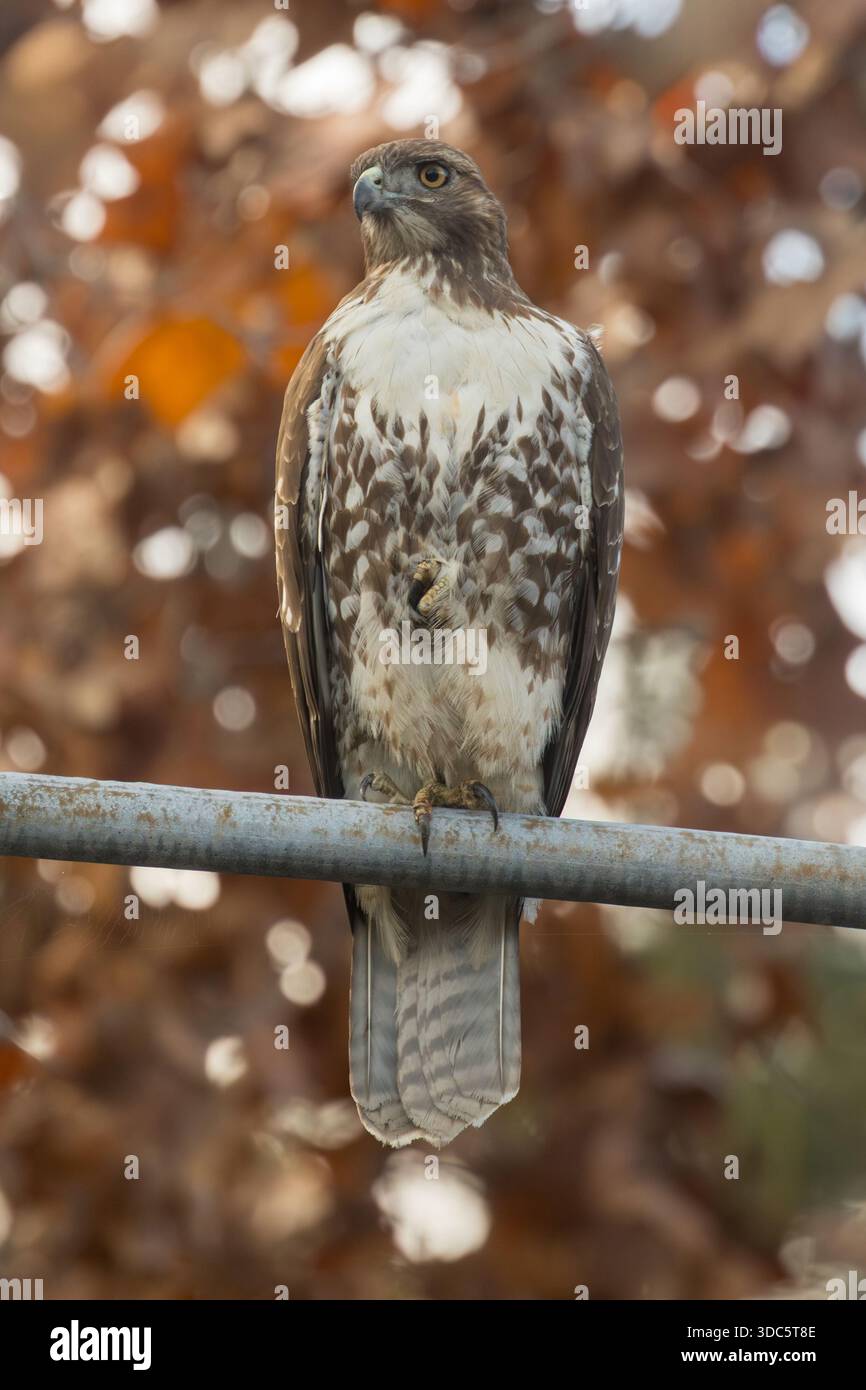 Hawk dalla coda rossa in piedi su una gamba. Palo alto, California. Foto Stock