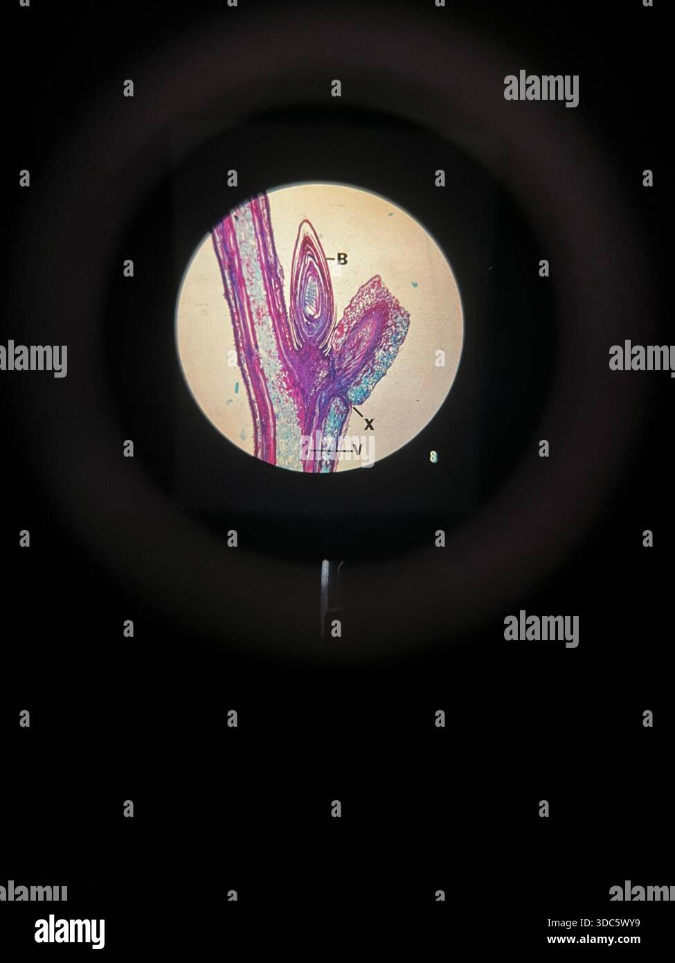Un impianto su un microscopio, con etichette Foto Stock