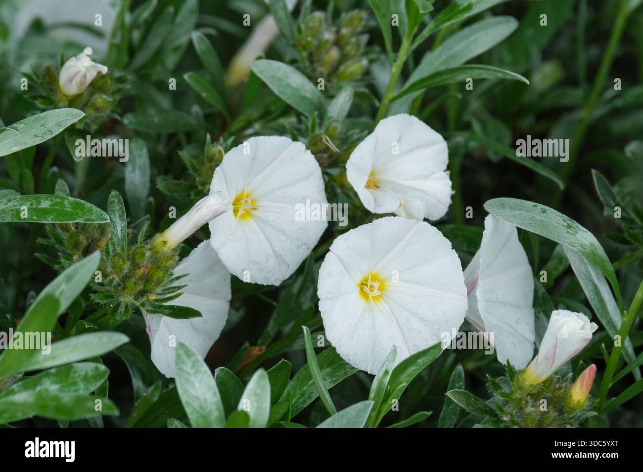 Convolvulus cneorum, arbusto, erba cipollina, fiori bianchi a forma di imbuto con centri gialli pallidi all'inizio dell'estate Foto Stock