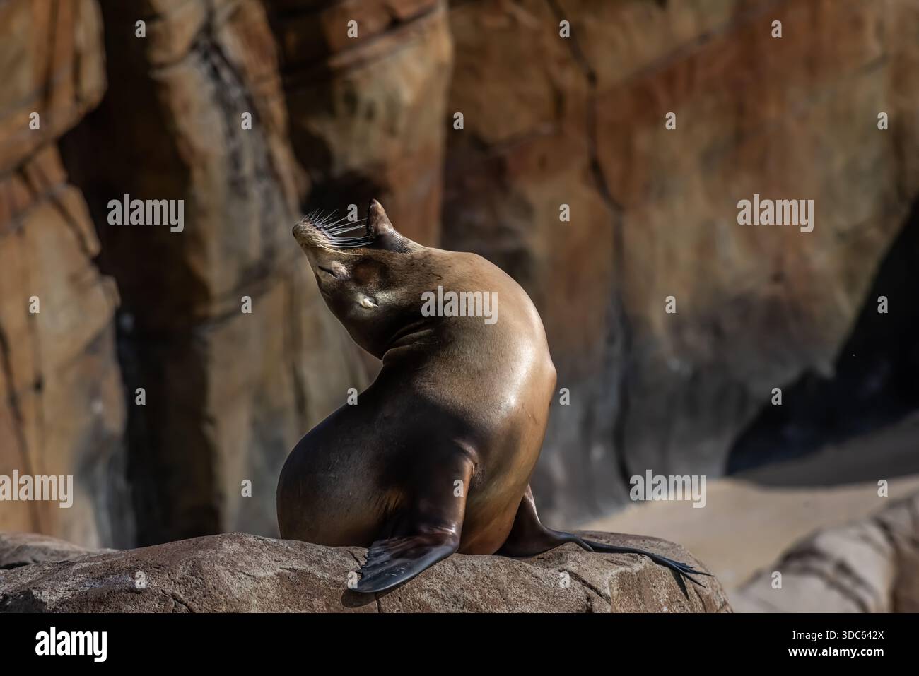 Li ho osservati sia in California che in cattività e sono sempre molto divertenti. Questo leone marino sta facendo il suo esercizio. Foto Stock