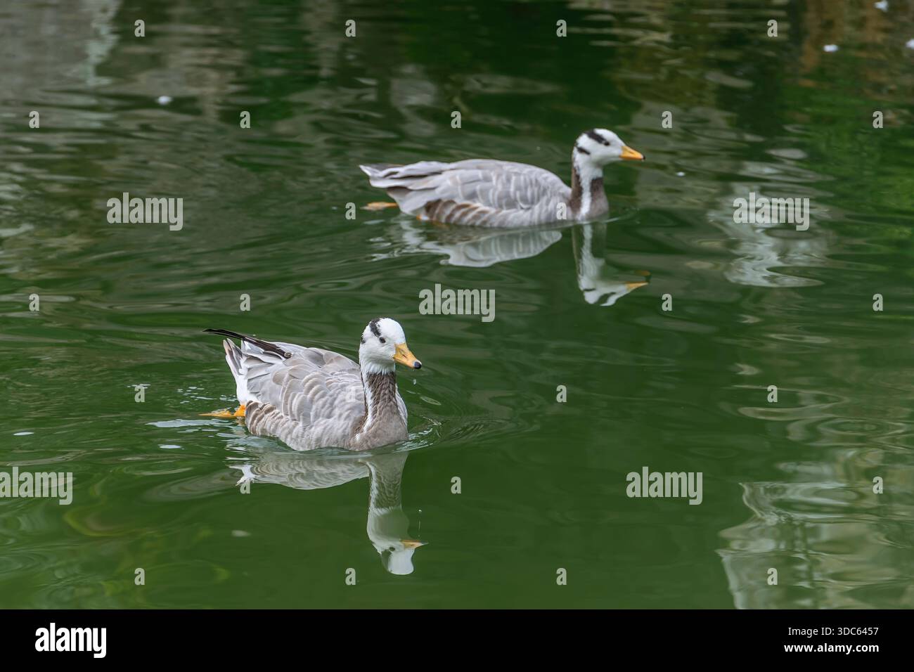 Un paio di oche a testa di bar, Anser indicus, nuotano in uno stagno, Valsanzibio, Italia Foto Stock