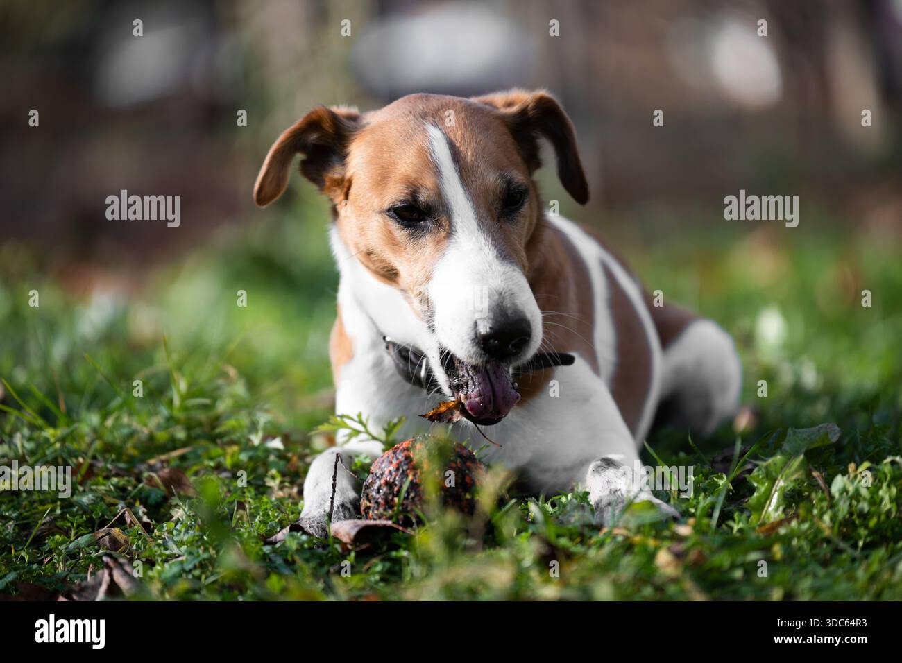 Un Fox terrier liscio mazza una palla in un campo verde. Concetto PET Foto Stock