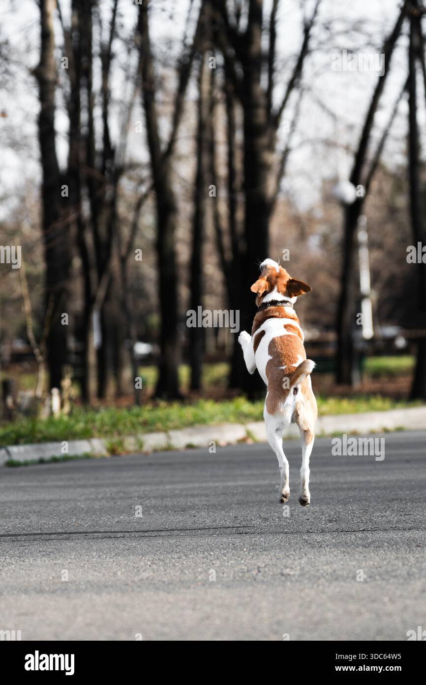 Dog Smooth Fox terrier nel parco che gioca con una palla . Scatto verticale Foto Stock