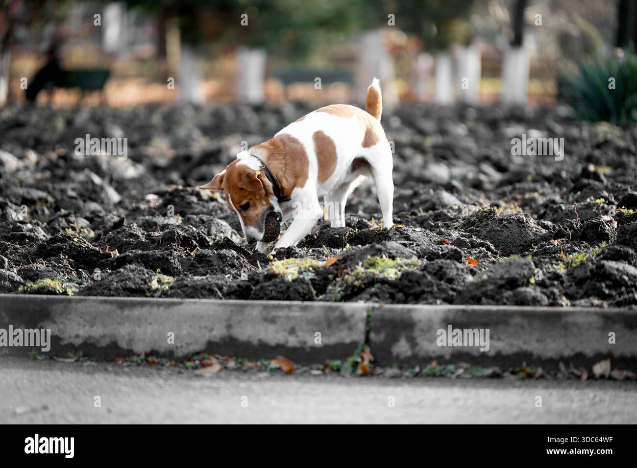 Il cane Smooth Fox terrier scava il terreno per nascondere il giocattolo. Concetto di comportamento animale Foto Stock