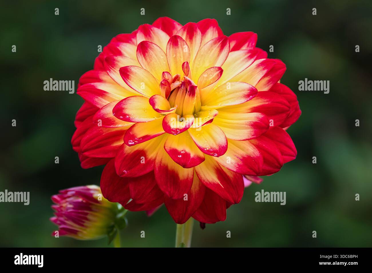 Dahlia rosso e giallo vibrante Foto Stock