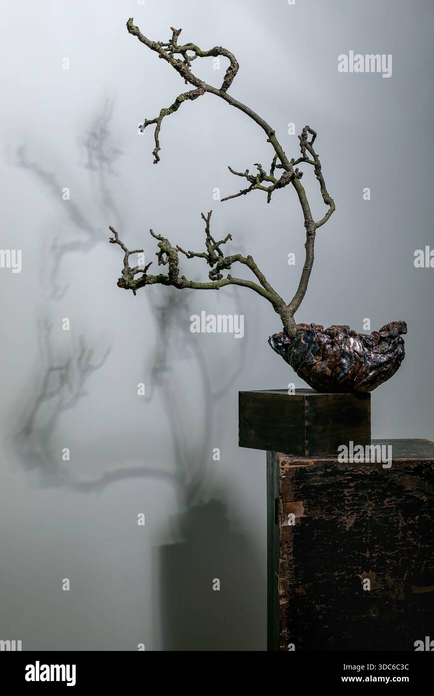 Artistici bonsai ikebana rami intrecciati che crescono da base decorativa in legno. La composizione minimalista con motivi d'ombra crea un'atmosfera suggestiva Foto Stock