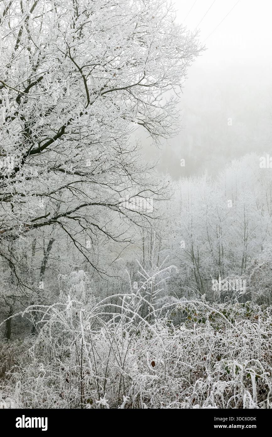 Sfondo del paesaggio invernale. Gelo sui rami degli alberi nella foresta invernale, nebbia ghiacciata. Nebbia invernale nell'Europa centrale. Foto Stock
