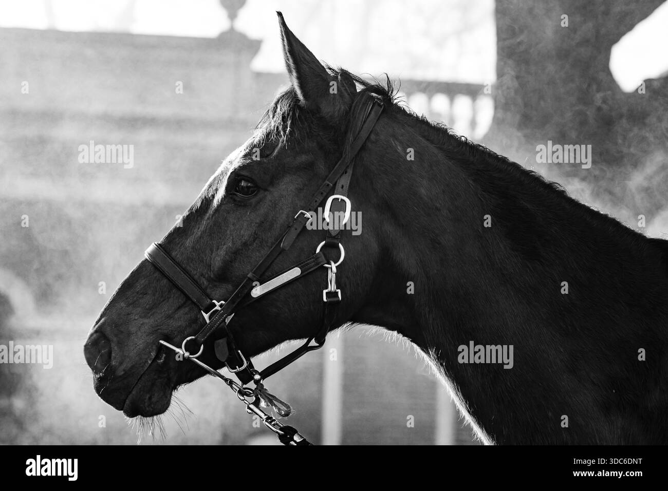 Ascot, Regno Unito, sabato 20 dicembre 2025; la Clarence House Chase e la vincitrice del doppio Desert Orchid Chase Editeur Du gite sono state fotografate in vista del secondo giorno di gara dell'Howden Christmas Racing Weekend all'Ascot Racecourse, Berkshire, Regno Unito. Crediti JTW equine Images / Alamy Live News. Foto Stock