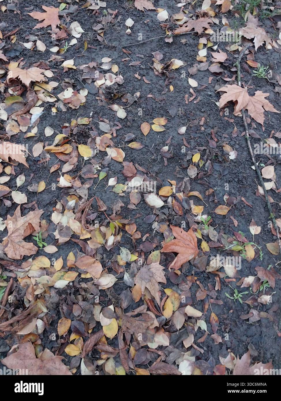 Terreno umido autunnale ricoperto di foglie gialle Foto Stock
