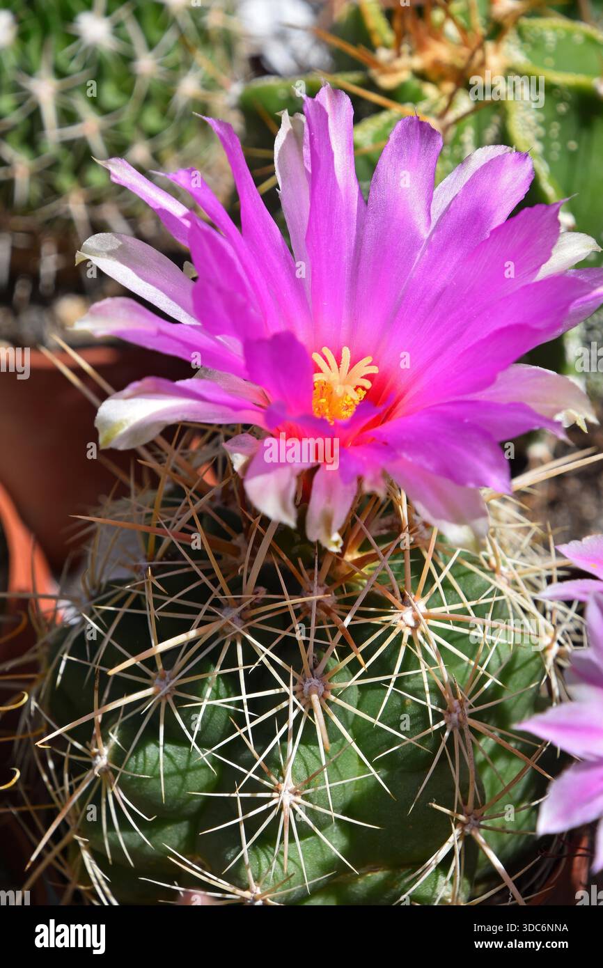 Pianta di Cactus che mostra un bellissimo fiore rosa con stami gialli e spine affilate, che prospera in natura, rappresentando resilienza e bellezza in ambienti difficili Foto Stock