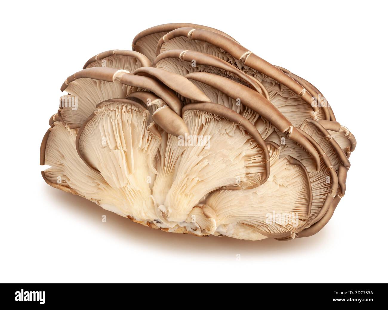 percorso dei funghi ostrici isolato su bianco Foto Stock