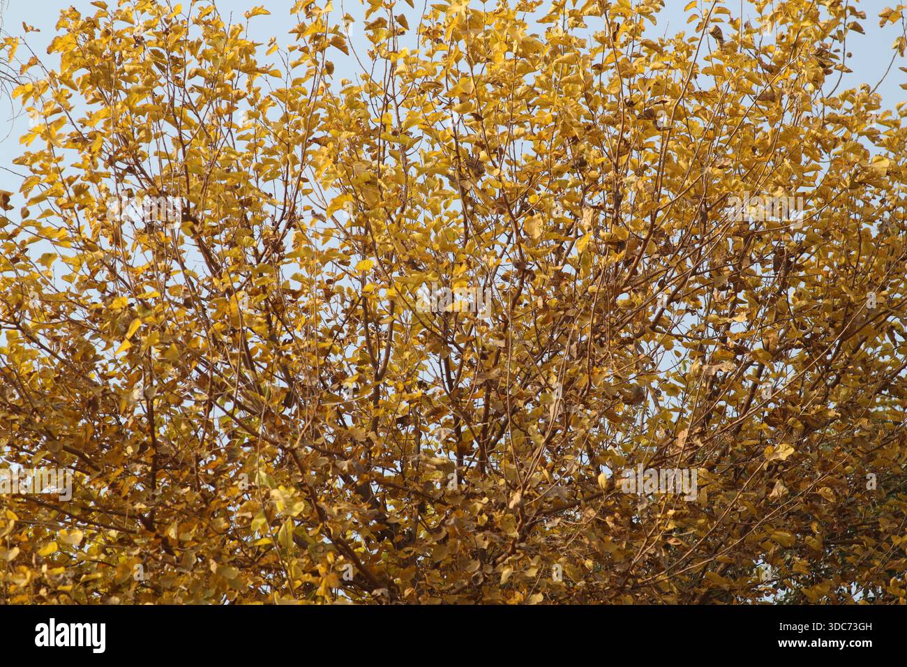 Un albero che mostra i suoi colori autunnali. In base alla forma delle foglie, al motivo ramificato e al modo in cui il fogliame diventa giallo-oro in bronzo. Foto Stock