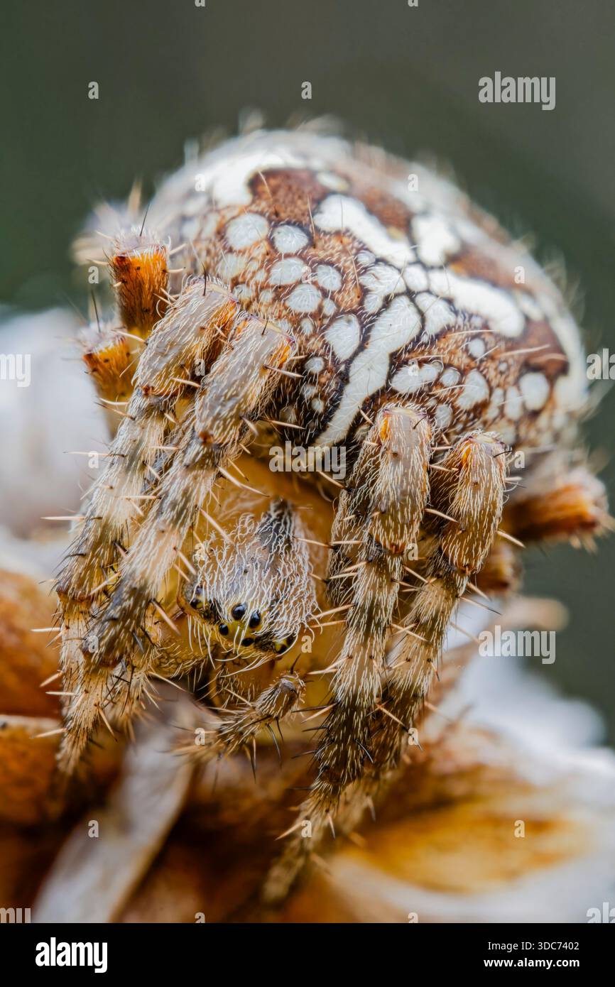 Gartenkreuzspinne, Araneus diadematus, European Garden Spider Foto Stock