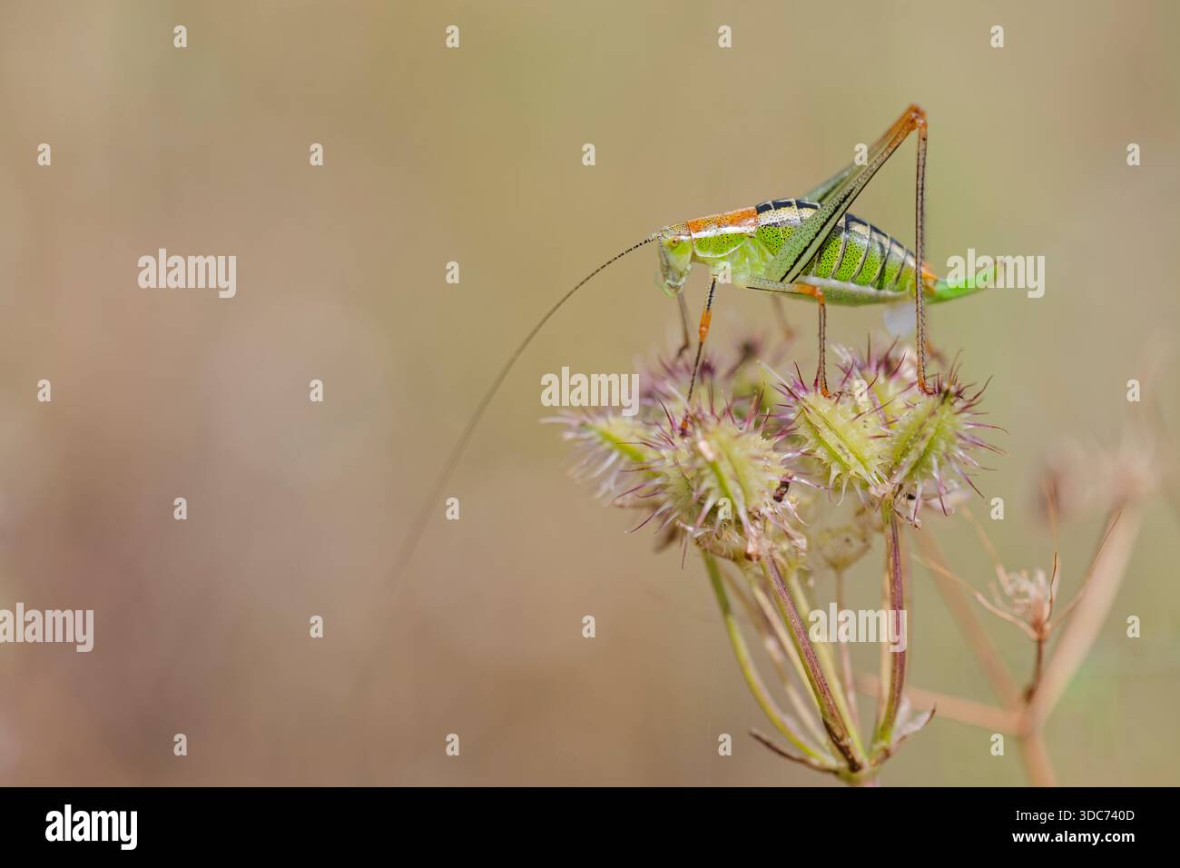 Laubheuschrecke, Poecilimon mytilenensis, Nymph Mytilene Bright Bush-cricket Foto Stock